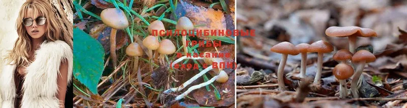 где купить   Богородск  Галлюциногенные грибы Cubensis 